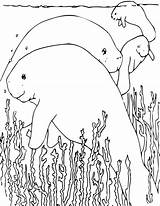 Coloring Manatee Pages Manatees Manati Animals Book Printable Para Kids Colorear Sheets Animales Water Live Popular Sea Print Template Education sketch template
