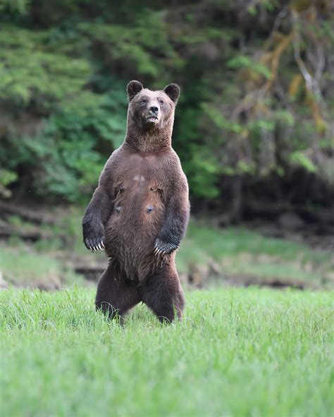 grizzly bear standing  grizzly bear standing     flickr