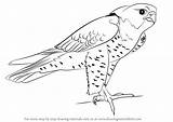 Falcon Peregrine Draw Drawing Step Bird Prey Animals Tutorials Drawingtutorials101 sketch template