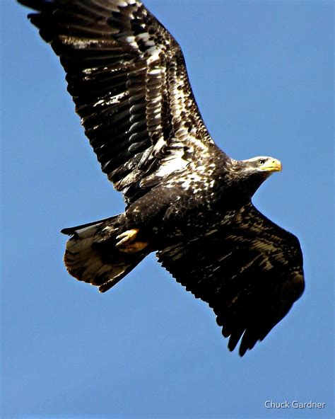 magnificent young bald eagle  flight  chuck gardner redbubble