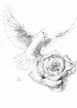 Dove Drawing Rose Realistic Tattoo Drawings Doves Tattoos Taube Pencil Simple Von Men Tauben Zeichnung Painting Coloring Getdrawings Und Paintingvalley sketch template