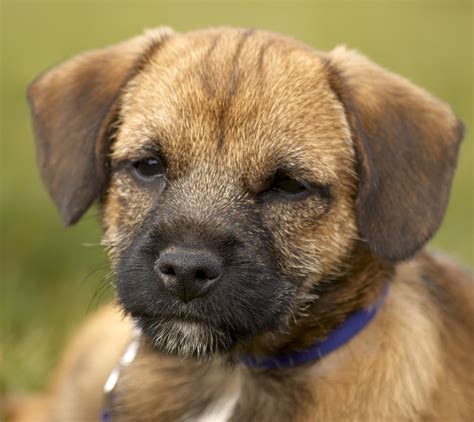 breed  puppy   border terriers  happy puppy site