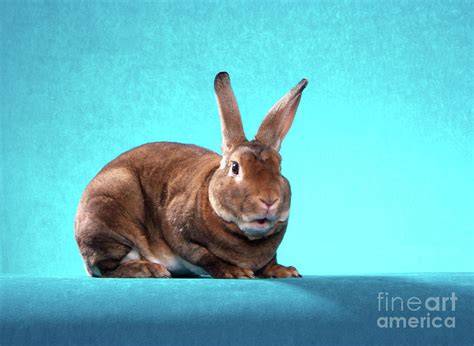 shale  castor red mini rex rabbit photograph  bright eyes studio