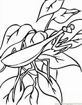 Mantis Praying Religieuse Mante Insects Coloriage Coloringbay Insectes Colorir sketch template