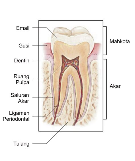 proses perawatan saluran akar gigi endodontic treatment  root