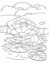 Pond Coloring Lotus Pages Blooming Drawing Kids Printable Fish Animals Outline Getcolorings ดอก ไม Flower Flowers Color Template Easy sketch template