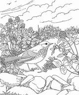 Coloring Hermit Thrush Vermont Pages State Birds Purplekittyyarns sketch template