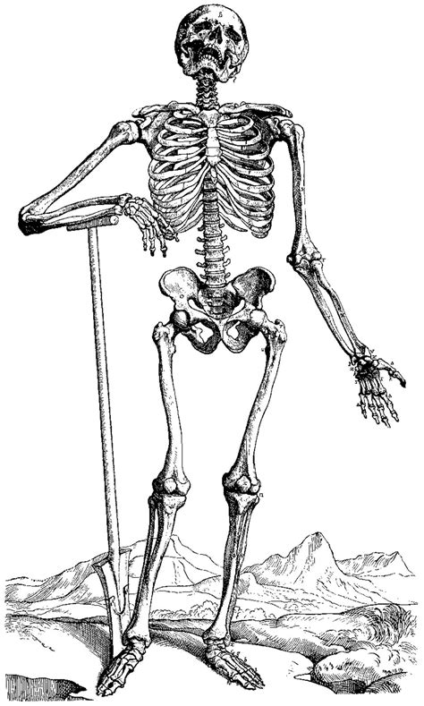 skeleton woodcut andreas vesalius skeleton photo