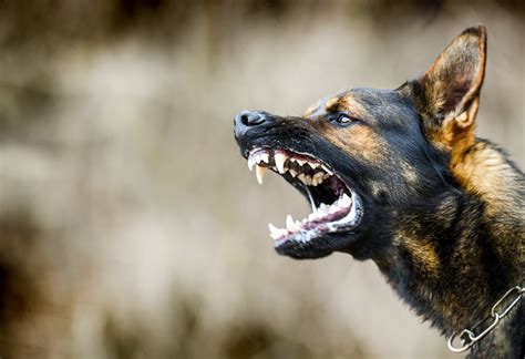canine rage bidens dog attacks multiple white house staffers todd