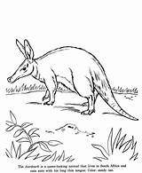 Aardvark Coloring Pages Animal Drawing Drawings Animals Honkingdonkey Wildlife Wild Colouring Printable Activity Identification Print Kids Choose Board sketch template