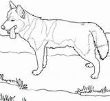 Dog Fluffy Coloring Pages Puppy Getcolorings Getdrawings sketch template