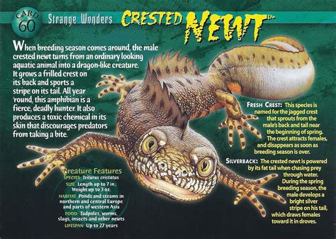 crested newt weird  wild creatures wiki fandom powered  wikia