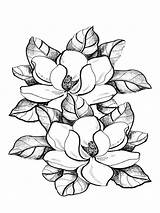Magnolia Coloring Pages Flower Drawing Printable Color Flowers Print Getdrawings Colouring Sheets sketch template