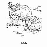 Buffalo Coloring Pages African Printable Outline Water Drawing Designlooter Getdrawings 65kb 230px sketch template