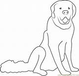Coloring Dog Pages Coloringpages101 Online sketch template