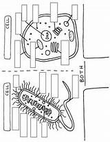 Prokaryotic Eukaryotic Prokaryote Doodles sketch template