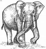 Coloring Elefante Savana Animais Elefantes Desenhosparacolorir Tudodesenhos Marcadores Designlooter Fillers Scribble Artigo sketch template