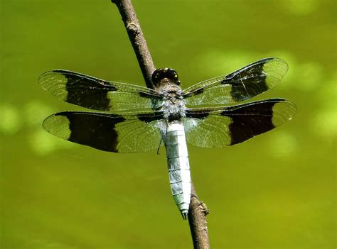 dragonflies   active  summer blame    rain