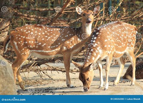 chital deer royalty  stock  image