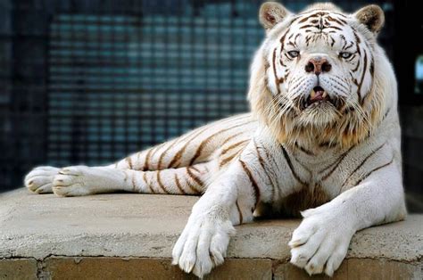 Female White Tiger Beats Male Lion Rizop
