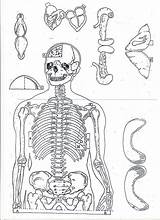 Esqueleto Humano Recortar Colorir Armar Atividades Ciências sketch template