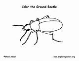 Beetle Coloring Pdf sketch template