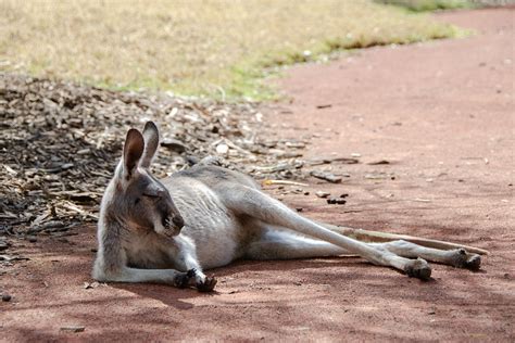 kangaroo mammal marsupial free photo on pixabay