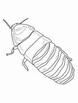 Cockroach Hissing Cucaracha Gigante sketch template