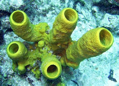 sponges aquatic animals