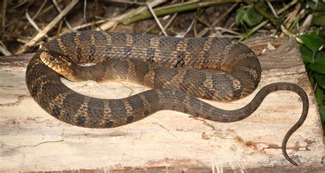 northern water snake nerodia sipedon raritan headwaters