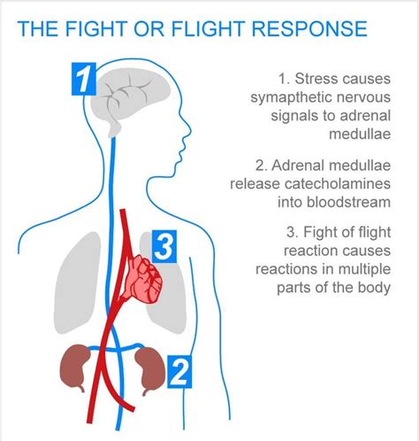 understanding  flight  fight response stress  fight