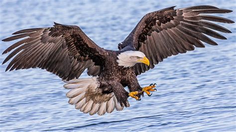 bald eagles  american birds  prey youtube
