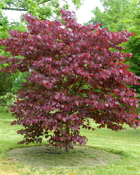 cercis canadensis forest pansy merlot redbud cherry