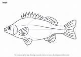 Perch Fishes Dibujar Mojarra sketch template