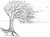 Sketsa Pohon Mudah sketch template