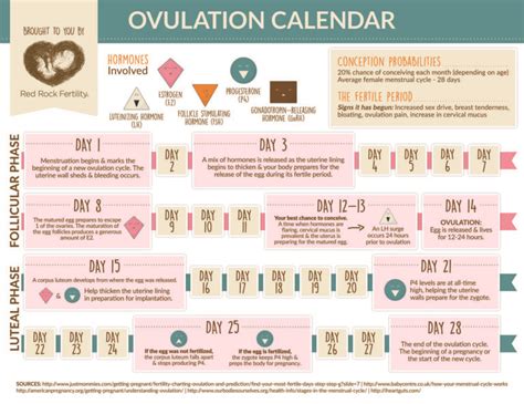 What You Need To Know About Your Ovulation Cycle [infographic] Red