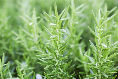 rosemary plants care  growing guide