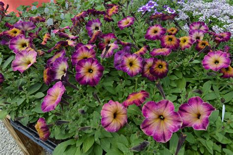 petunia crazytunia moonstruck