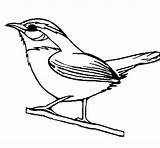 Pardal Pajaro Silvestre Turpial Colorir Ocell Pájaro Sabia Dibuix Tudodesenhos Dibuixos sketch template