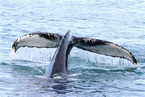 eco friendly whale watching with north sailing carbon neutral tour