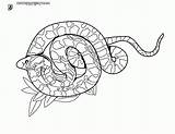 Boa Coloring Popular Snake sketch template