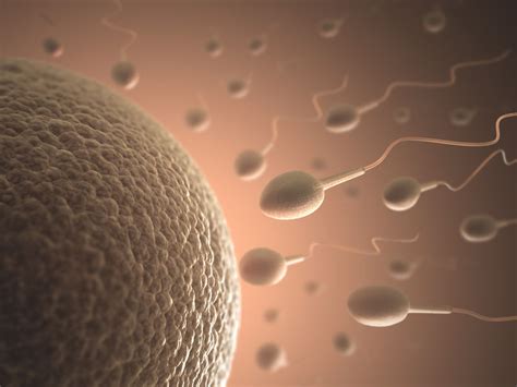 Sperm Retrieval For Ivf 3 Benefits Of Sperm Harvesting Reunite Rx