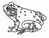 Bullfrog Coloring Pages Singing Color sketch template