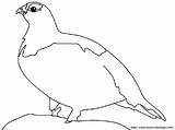 Willow Ptarmigan Browser Ok Internet Change Case Will sketch template