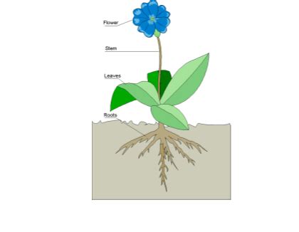 smart exchange usa plant diagram