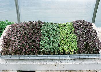 Year Round Microgreens Production For Profit Johnny S