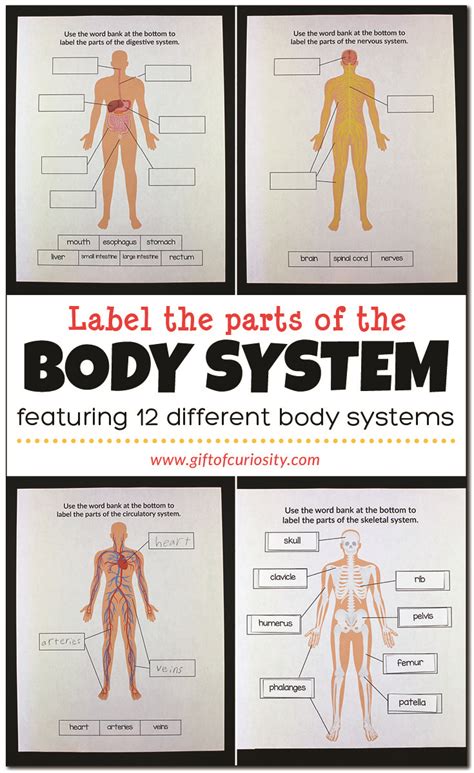 lable parts   body    labelling  parts   body magic pau