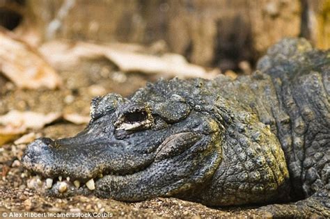 crocodile rock deadly reptiles sing