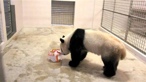 Panda Tv Giant Panda S 5th Birthday Youtube