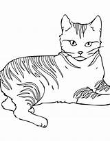 Coloring Cat Pages Warrior Sheets Printable sketch template